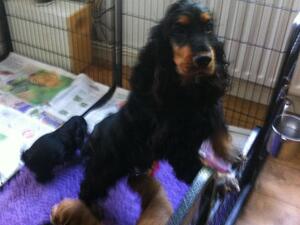 and with her puppies