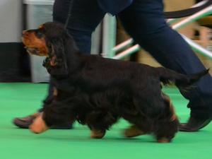 Jemima showing at Crufts
