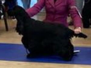 Show dog Mr George