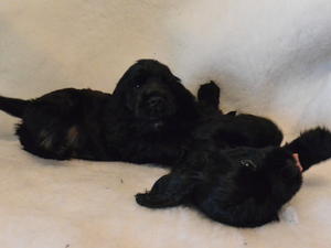Two beautiful black boys