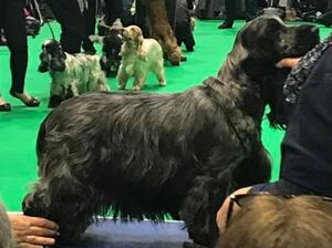 Maisie at Crufts