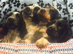 Spectacular Litter
