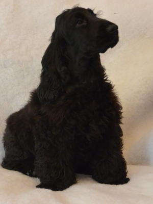 Beautiful black dog puppy