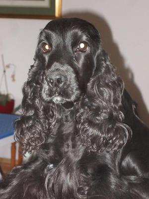 Our beautiful Lara
