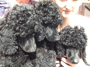 Dog Puppies at 8 weeks old