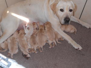 winnie and puppies
