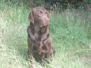 Ferrersway Alice