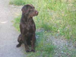 Merlin .proven sire