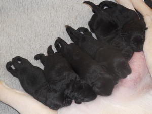 black pups