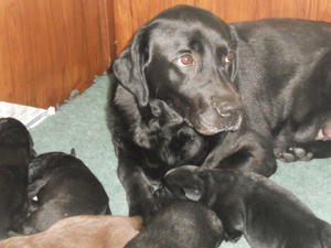 MUM AND PUPPIES