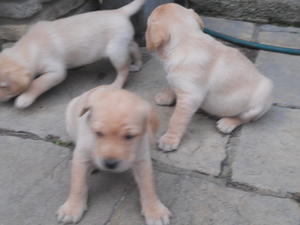 yellow dogs