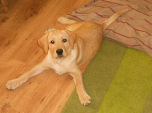 Spirit at 15 weeks