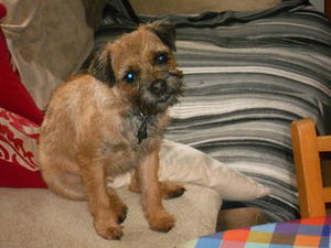 Pixie