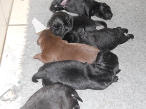 PUPS AT A FEW DAYS OLD