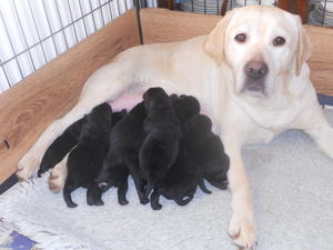 winnie and pups 5 days
