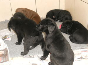 5 weeks
