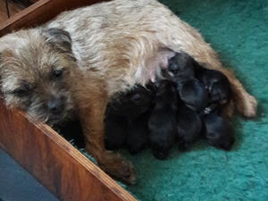 Mum and puppies