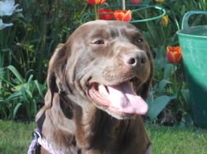Merlin (sire)