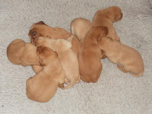 yelllow pups