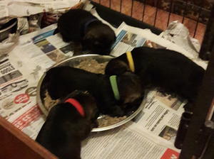 1st feed