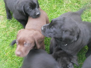 6 weeks