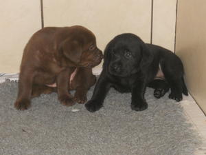 black and chocolate pups