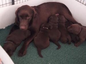 Mum and puppies