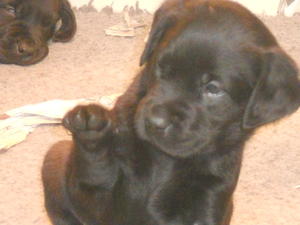 6 weeks