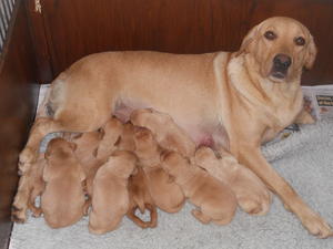 mum and puppies