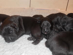 5 days old