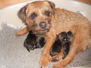 pixie and pups 1 day old