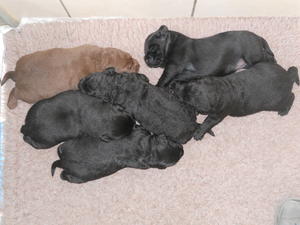 pups at 2 weeks