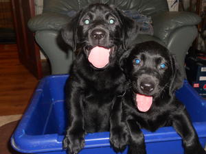 8 weeks old