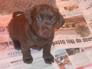 CHOCOLATE PUPPY