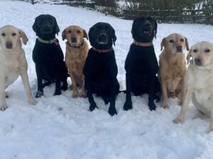 The Labrador girls