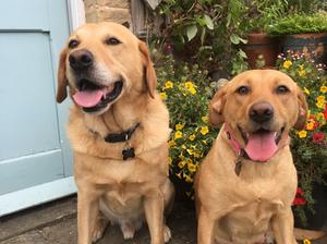 Rieley and Daisy 18th August 2018