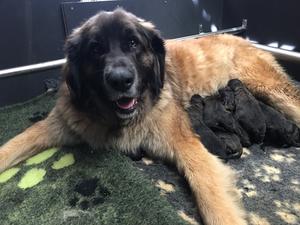 Maus with her pups on their birth day.