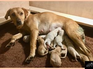 Daisy and pups on day of birth