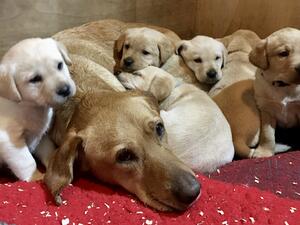 Daisy with her puppies.