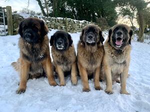 The Leonbergers
