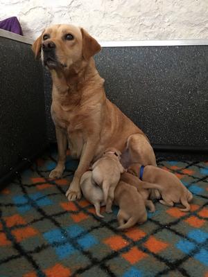 Canterbury Countess of Varkata with pups 2017
