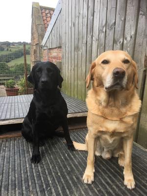 Nova and Rieley