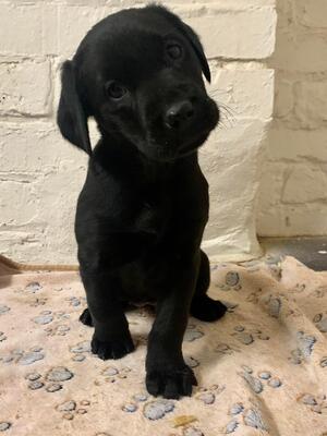 Bitch pup