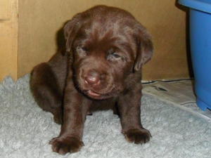 Pup at 4 weeks