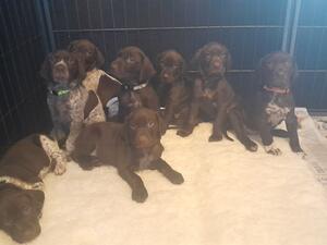 Litter at 5 weeks