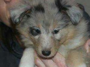 Bitch puppy DOB 30.11.14