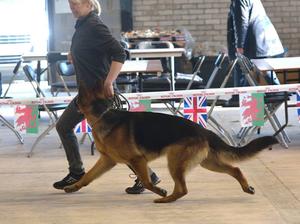 Winning Junior Dog at 13 months