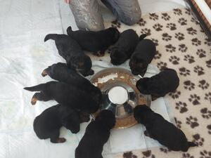 The puppies at 2wks 6 days