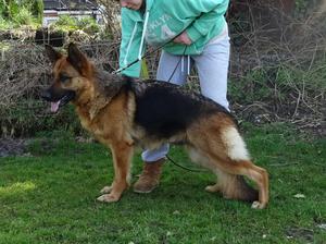 Indi 3.5yrs