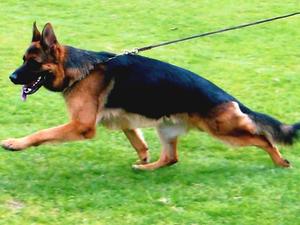 Santos in movement